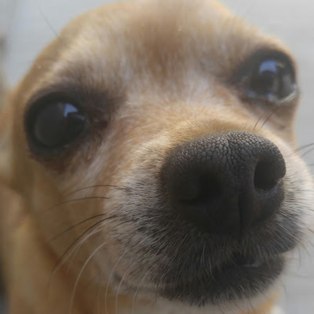 Meet your Posher, Knives